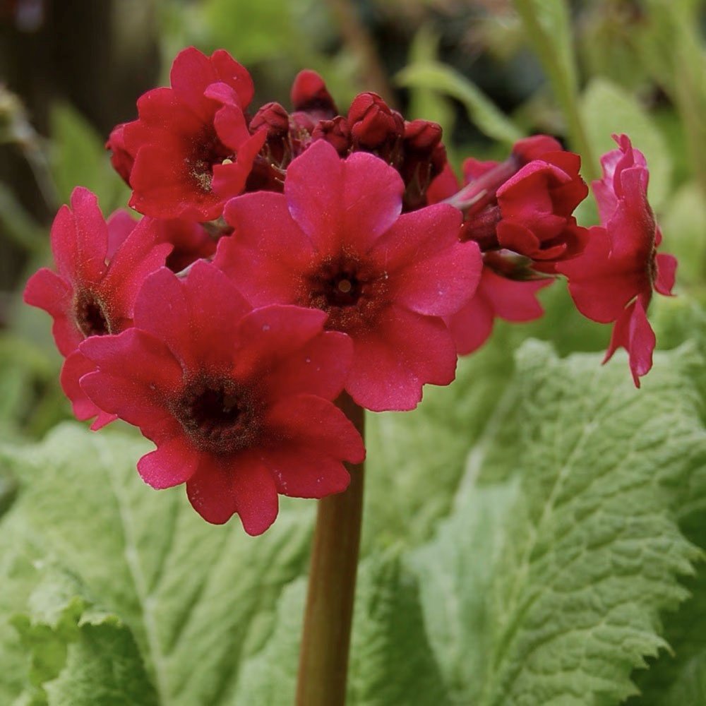Ciubotica cucului roz (Millers Crimson), primula de primavara cu flori etajate rosii intense, pentru semi-umbra sau umbra, companion perfect pentru ferigi