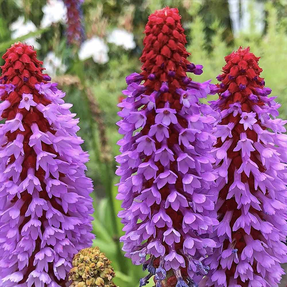 Ciubotica cucului Vialii (Primula), cu flori etajate rosu-violet, perena pentru semiumbra, umbra si zone umede