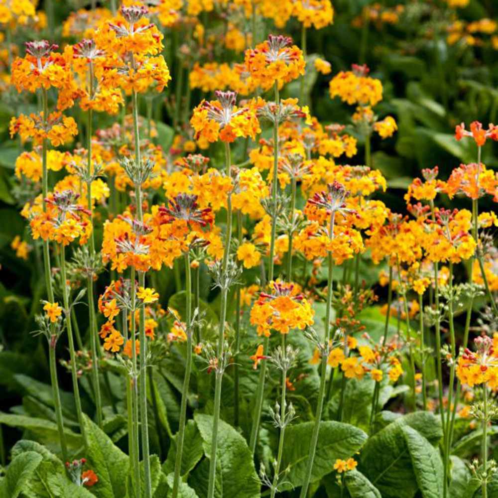 Primula (Ciubotica Cucului) Bulleyana Candelabru, cu flori portocaliu-galbena, perena pentru umbra, semiumbra si zone umede, companion ferigilor