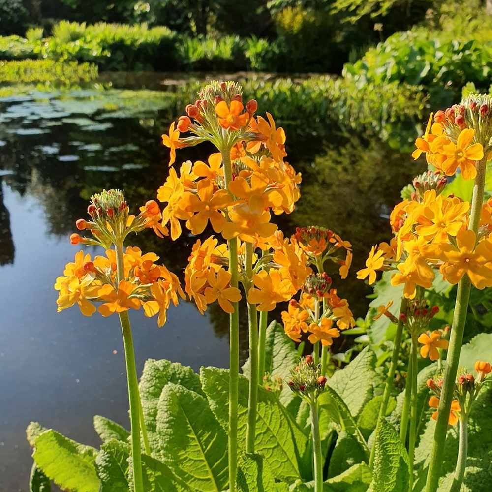 Primula (Ciubotica Cucului) Bulleyana Candelabru, cu flori portocaliu-galbena, perena pentru umbra, semiumbra si zone umede, companion ferigilor