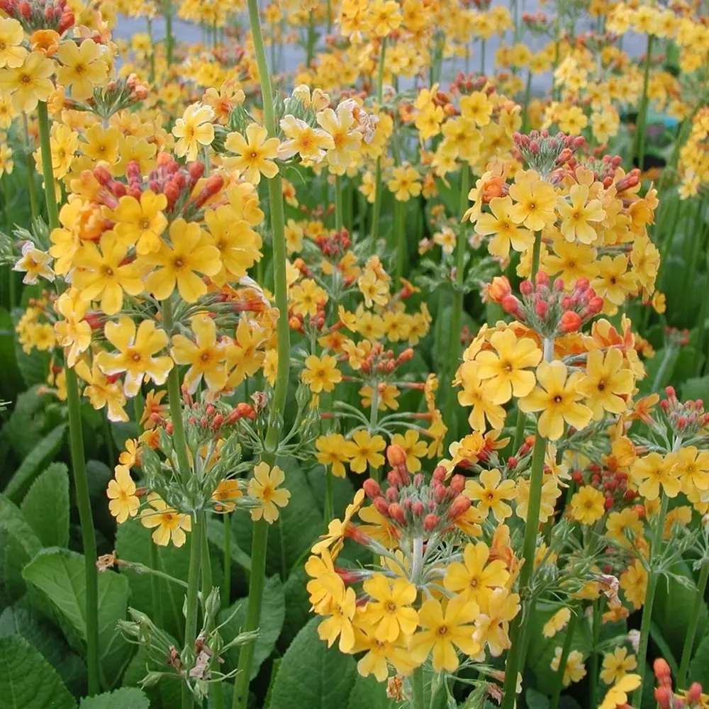 Primula (Ciubotica Cucului) Bulleesiana Candelabru, mix colorat, pentru umbra, semiumbra si zone umede, companion ferigilor