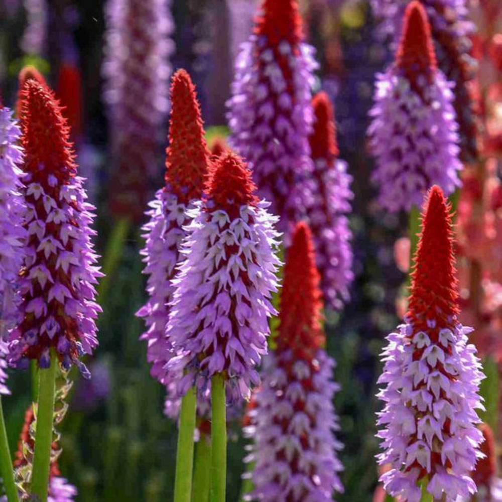 Ciubotica cucului Vialii (Primula), cu flori etajate rosu-violet, perena pentru semiumbra, umbra si zone umede