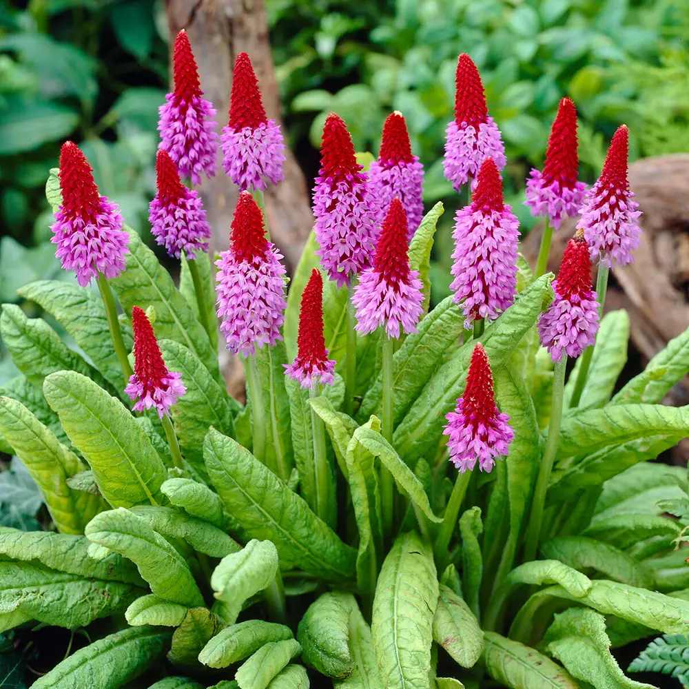 Ciubotica cucului Vialii (Primula), cu flori etajate rosu-violet, perena pentru semiumbra, umbra si zone umede