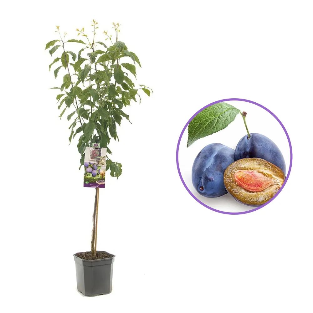 Prun Hauszwetsche (Prunus Domestica), cu fructe dulci, albastre-violet, an 2 pe rod