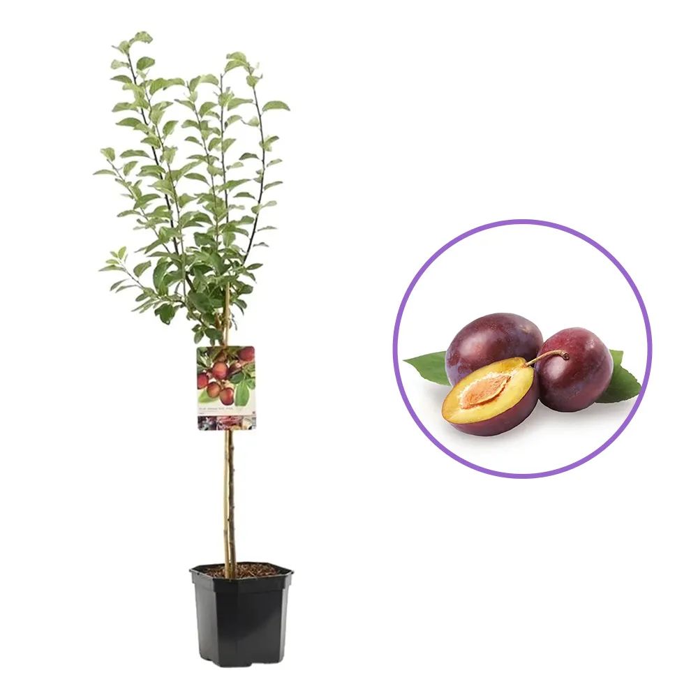 Prun Opal (Prunus Domestica), cu fructe dulci-acidulate, mov-violet, an 2 pe rod