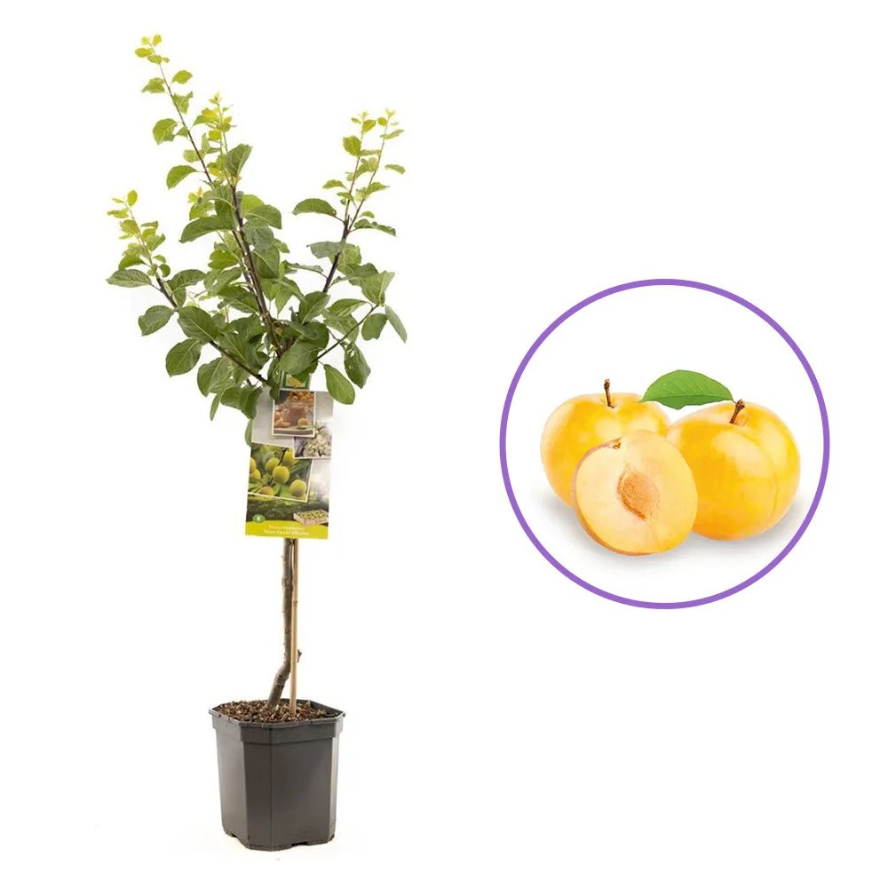 Prun Reine Claude d'Oullins (Prunus Domestica), cu fructe dulci galbene, an 2 pe rod