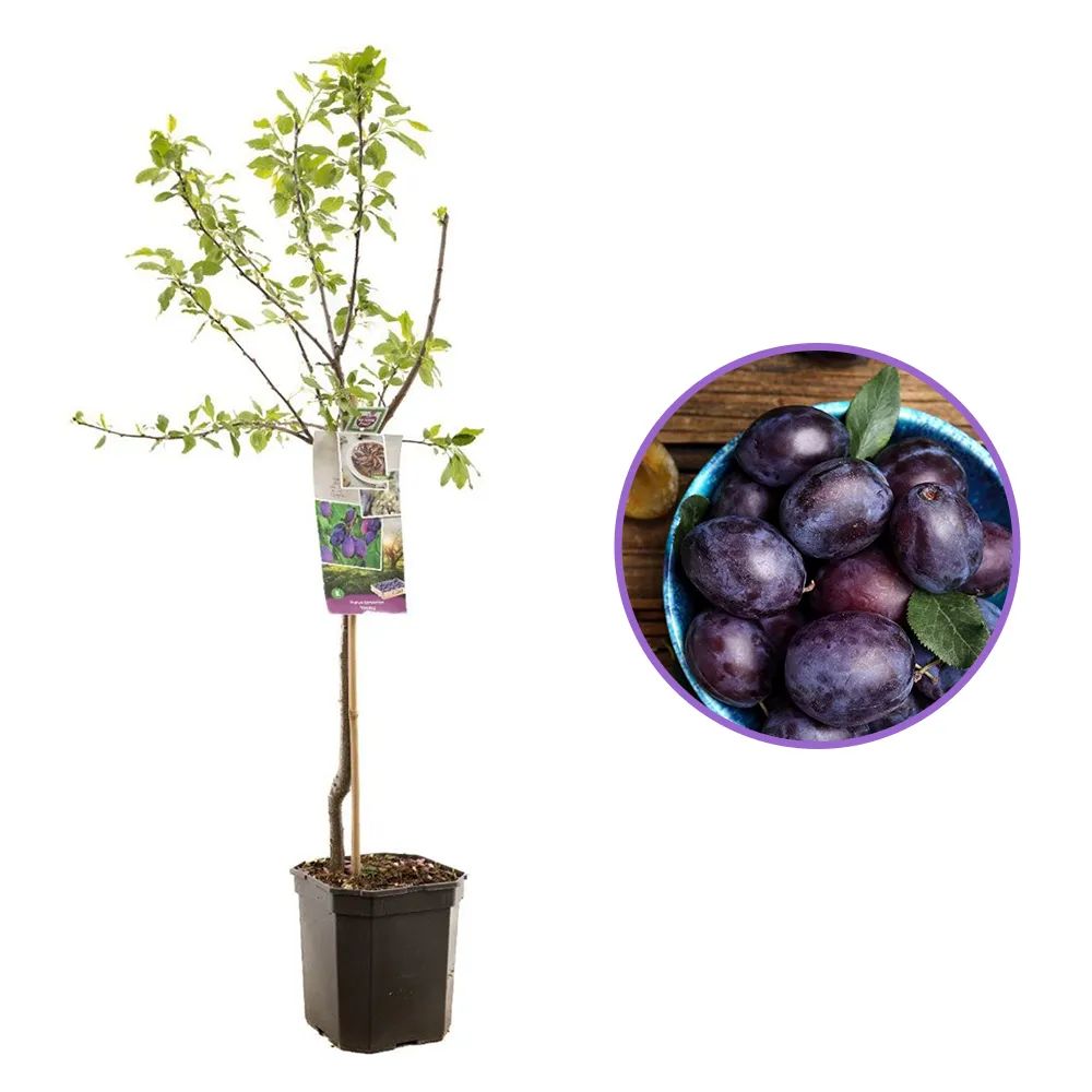 Prun Stanley (Prunus Domestica), cu fructe dulci violet, an 2 pe rod