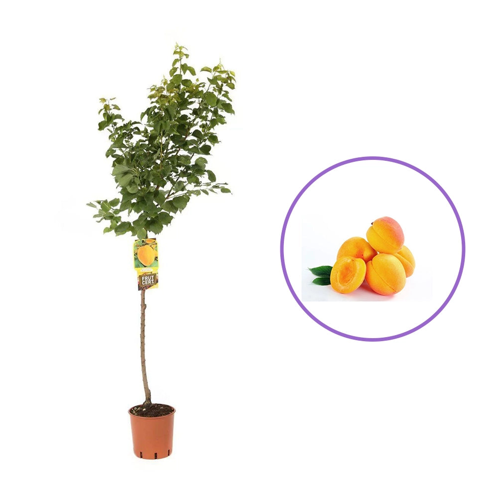 Cais (Prunus armeniaca) Bella D'Imola, cu fructe dulci portocalii, an 2 pe rod