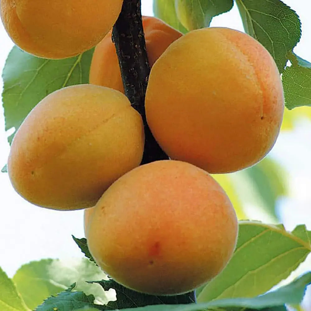 Cais (Prunus armeniaca) Bella D'Imola, cu fructe dulci portocalii, an 2 pe rod