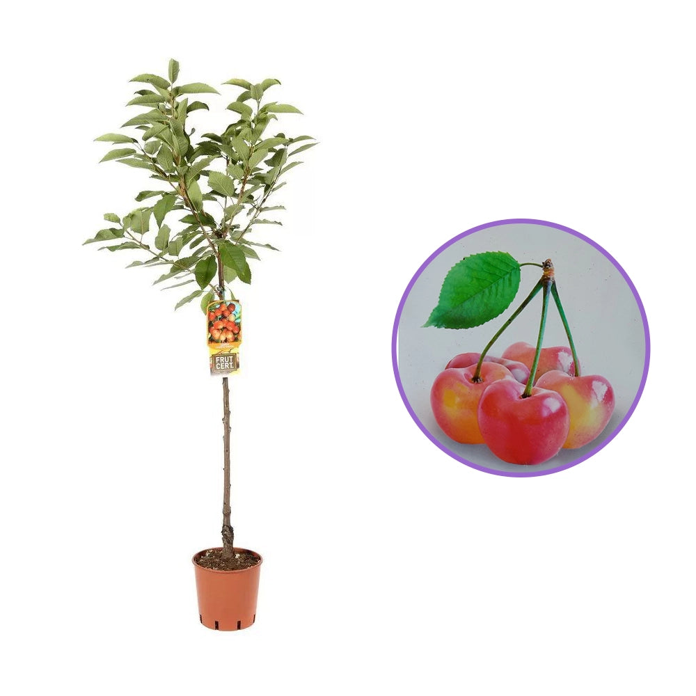 Cires (Prunus Avium) Napoleon cu fructe dulci galbene-rosii, an 2 pe rod