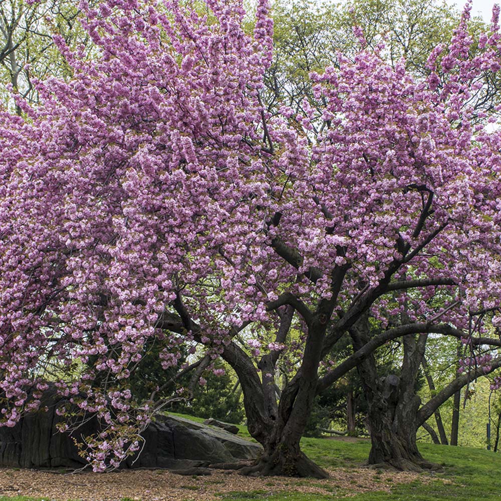 Cires Japonez Royal Burgundy, cu flori roz-albe si frunze burgundi