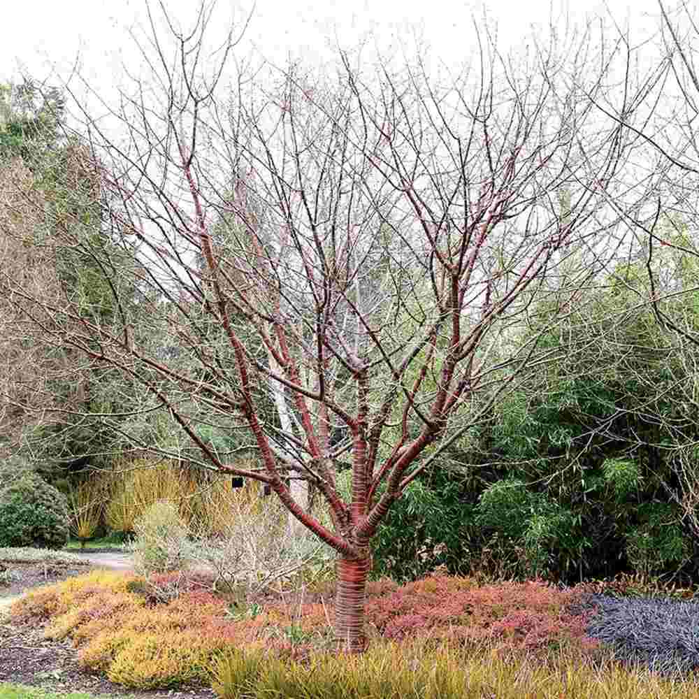 Copac Sakura, Cires Tibetan Ornamental Serrula, cu flori albe si scoarta neteda, lucioasa, de culoare cupru-roscata