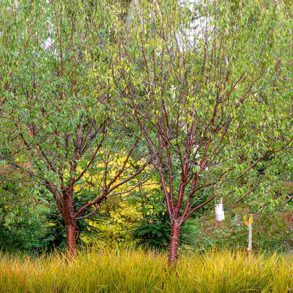 Copac Sakura, Cires Tibetan Ornamental Serrula, cu flori albe si scoarta neteda, lucioasa, de culoare cupru-roscata