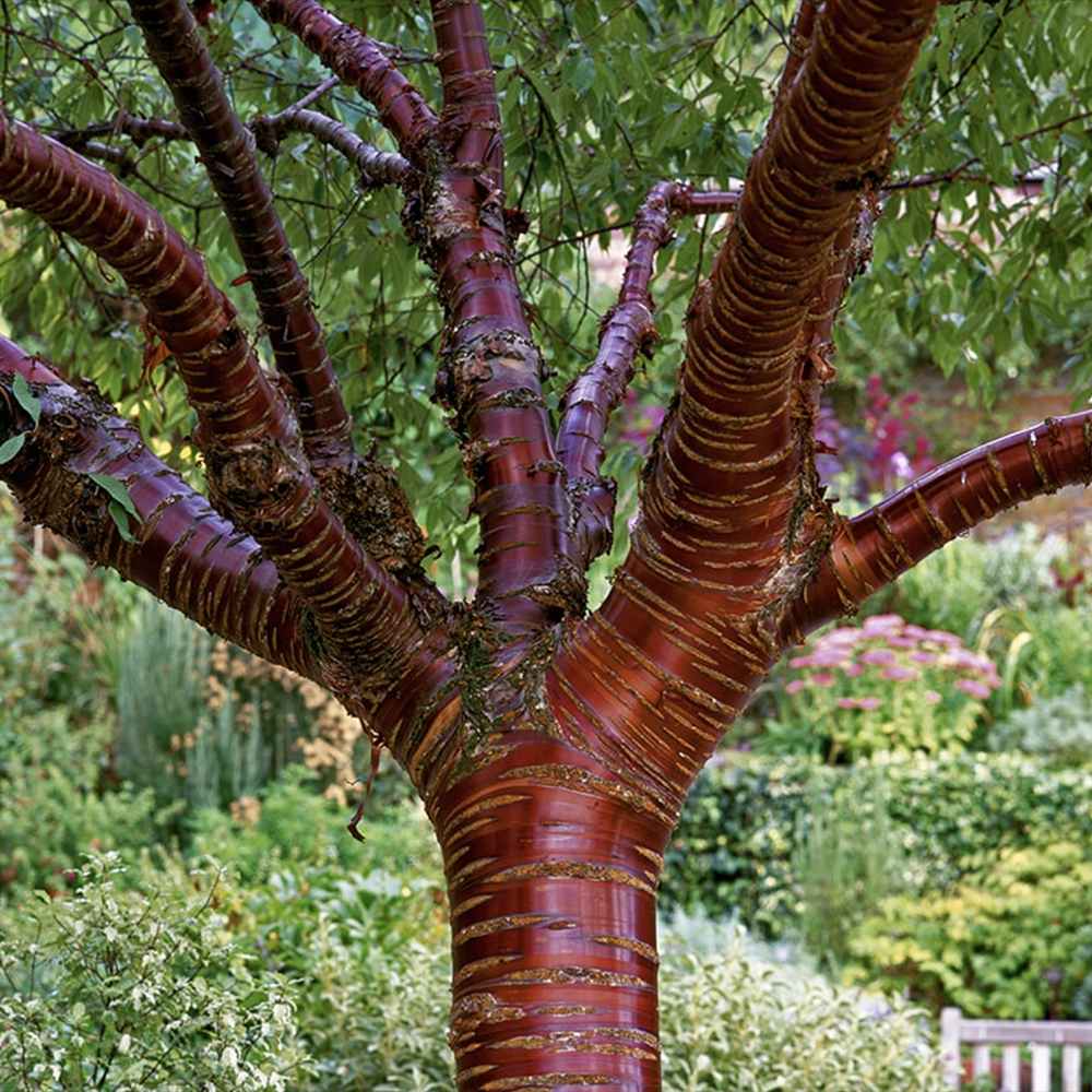 Copac Sakura, Cires Tibetan Ornamental Serrula, cu flori albe si scoarta neteda, lucioasa, de culoare cupru-roscata