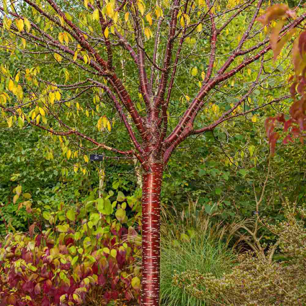 Copac Sakura, Cires Tibetan Ornamental Serrula, cu flori albe si scoarta neteda, lucioasa, de culoare cupru-roscata