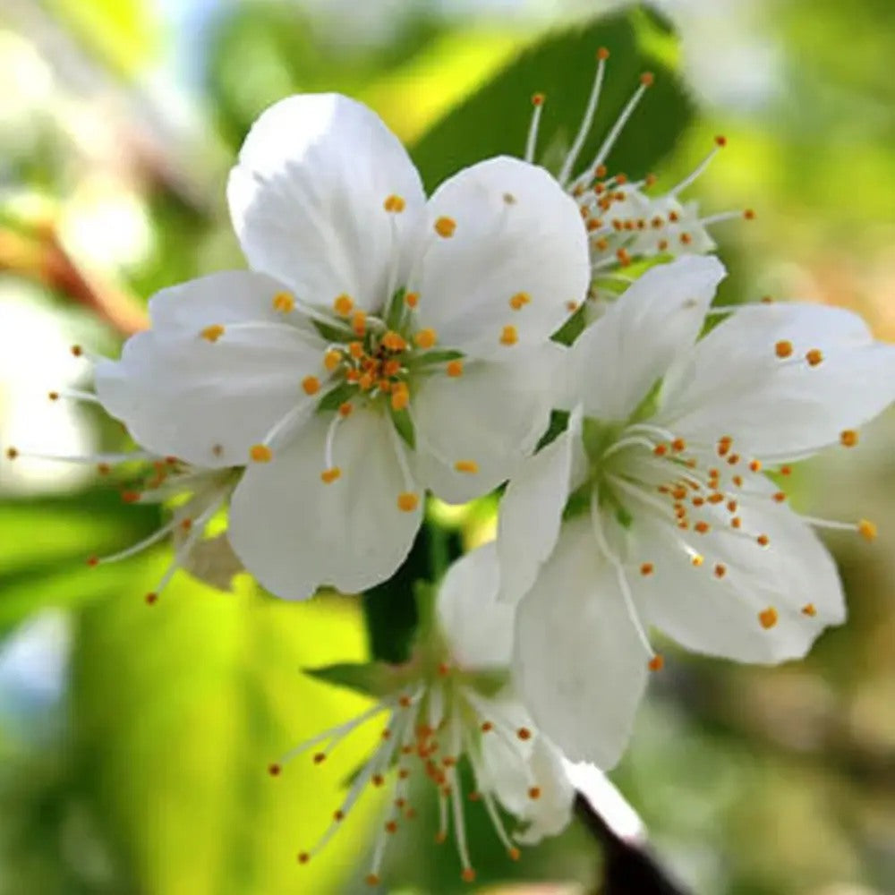 Copac Sakura, Cires Tibetan Ornamental Serrula, cu flori albe si scoarta neteda, lucioasa, de culoare cupru-roscata