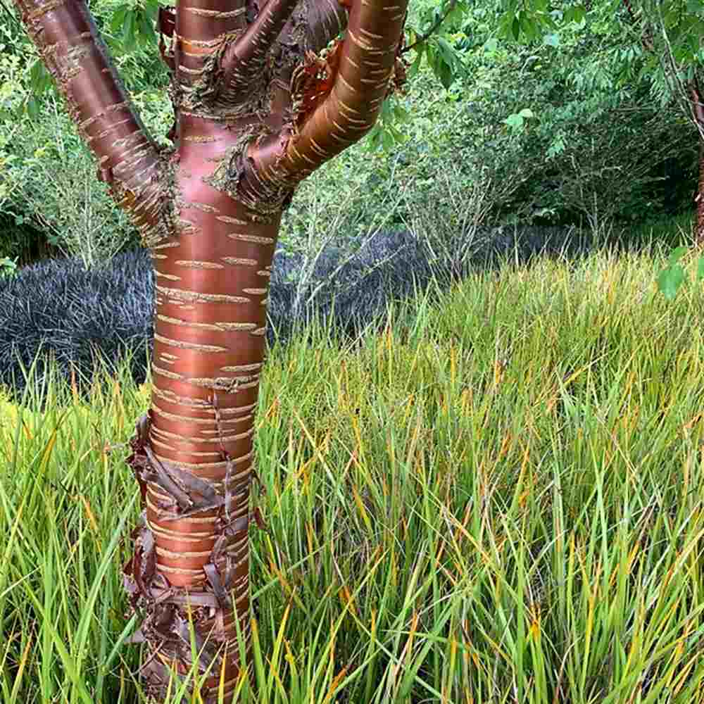Copac Sakura, Cires Tibetan Ornamental Serrula, cu flori albe si scoarta neteda, lucioasa, de culoare cupru-roscata