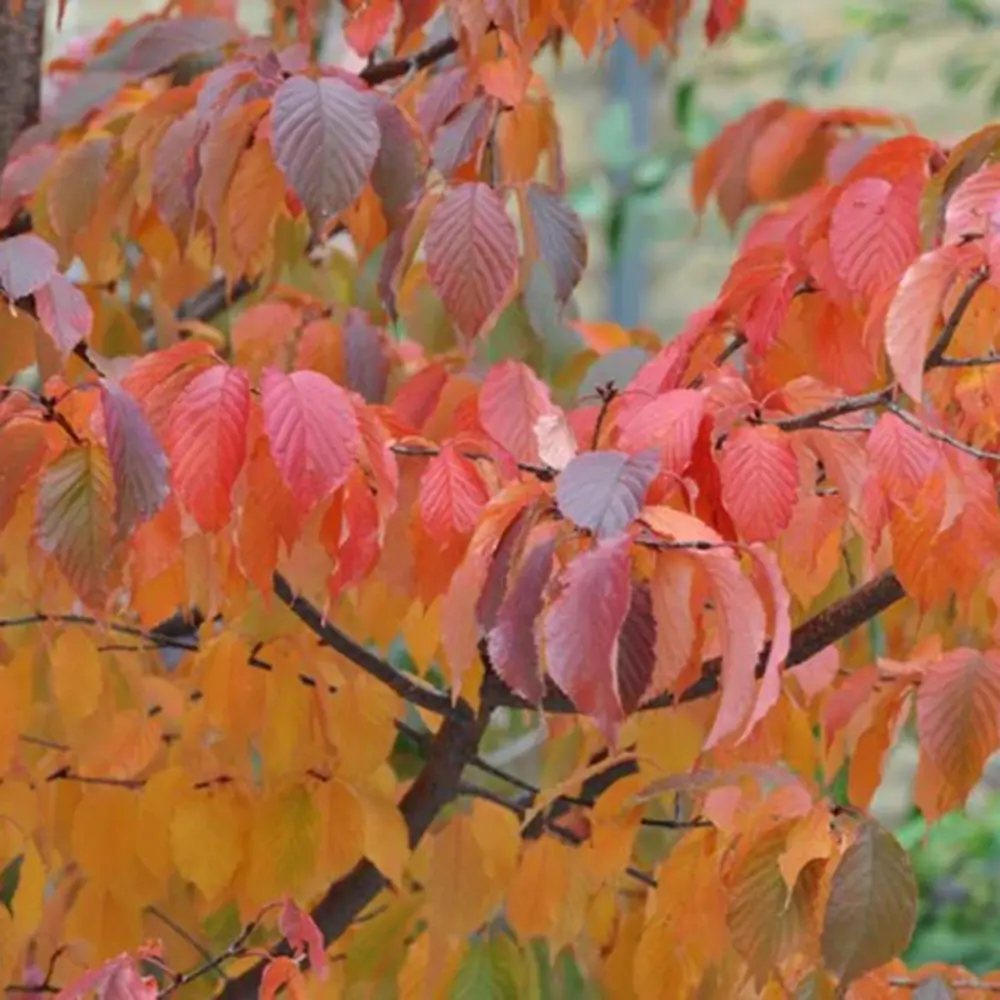 Copac Sakura, Cires Tibetan Ornamental Serrula, cu flori albe si scoarta neteda, lucioasa, de culoare cupru-roscata