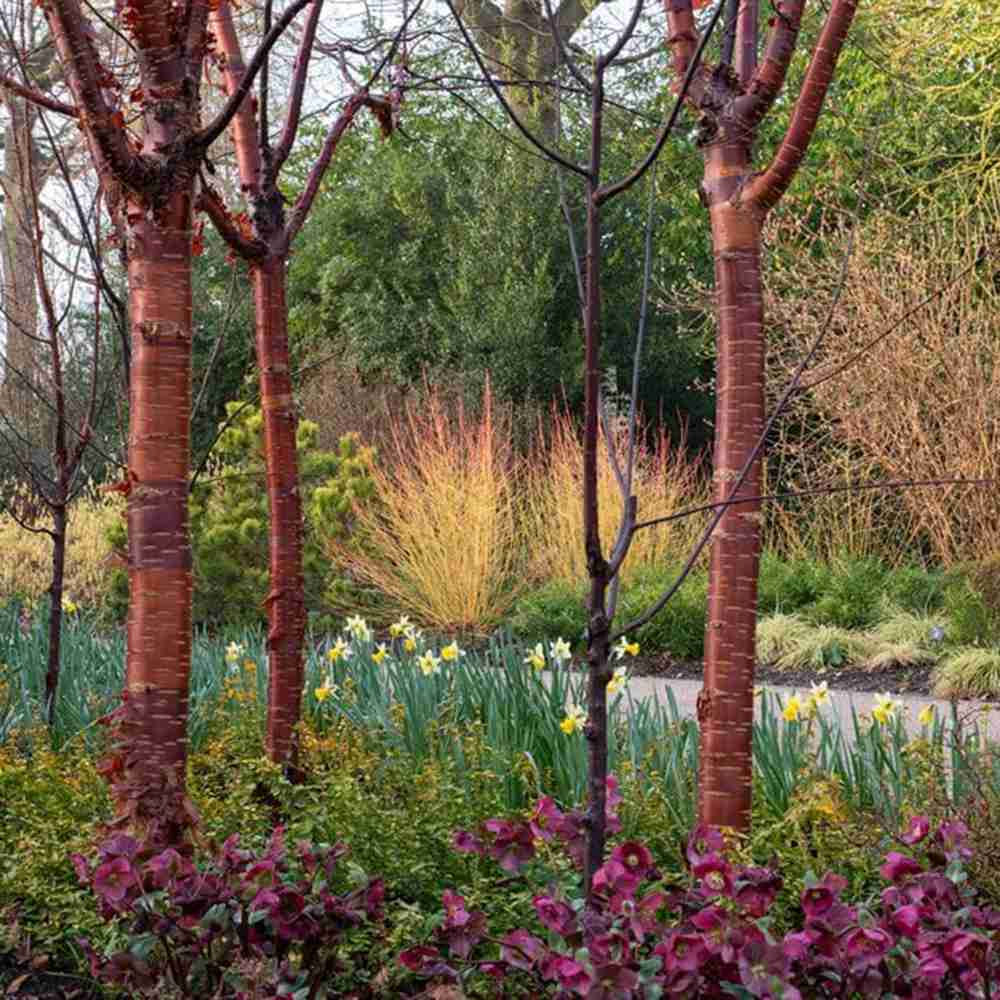 Copac Sakura, Cires Tibetan Ornamental Serrula, cu flori albe si scoarta neteda, lucioasa, de culoare cupru-roscata