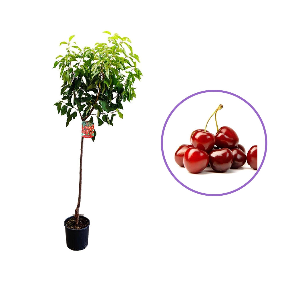 Cires Dulce (Prunus Avium) Stella, cu fructe dulci rosii-inchis, an 2 pe rod