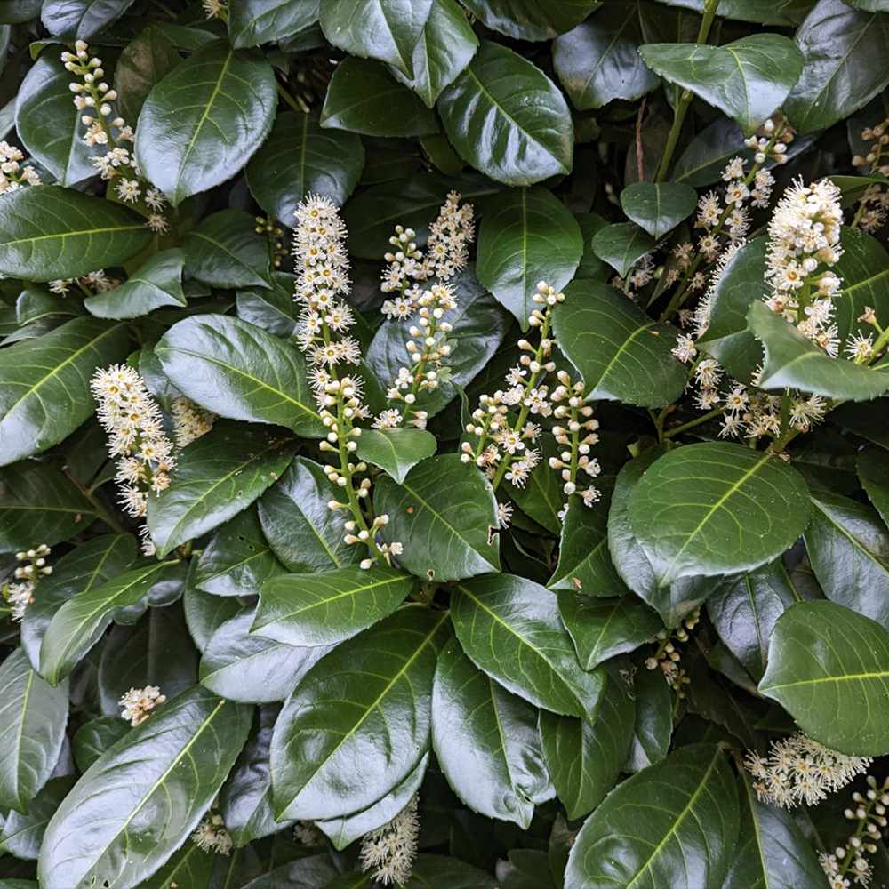 Laur Englezesc Vesnic Verde Etna (Laurocires), gard viu vesnic verde pentru gradina, frunze lucioase rosiatice primavara, rezistent iarna, flori parfumate albe