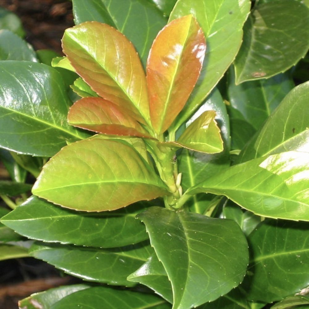 Laur Englezesc Vesnic Verde Etna (Laurocires), gard viu vesnic verde pentru gradina, frunze lucioase rosiatice primavara, rezistent iarna, flori parfumate albe