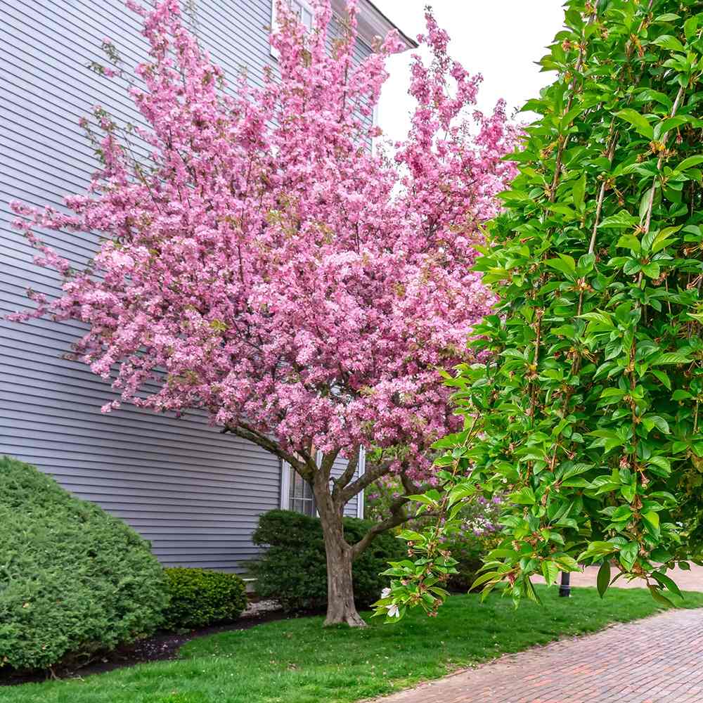 Copac Sakura, Cires Japonez roz Kanzan, cu flori roz duble, copac ornamental decorativ