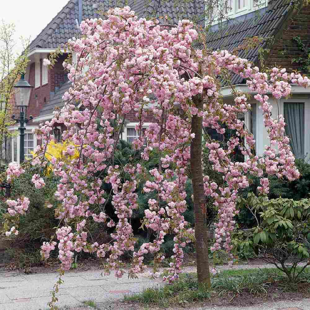 Copac Sakura, Cires Japonez plangator Kiku-Shidare-Zakura, cu flori roz duble