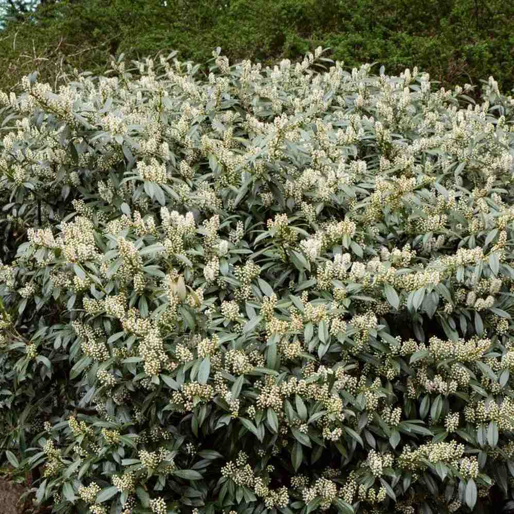 Laur Englezesc Vesnic Verde Rotundifolia (Laurocires), vesnic verde, gard viu rapid, rezistent la boli, frig si caldura, inflorire decorativa