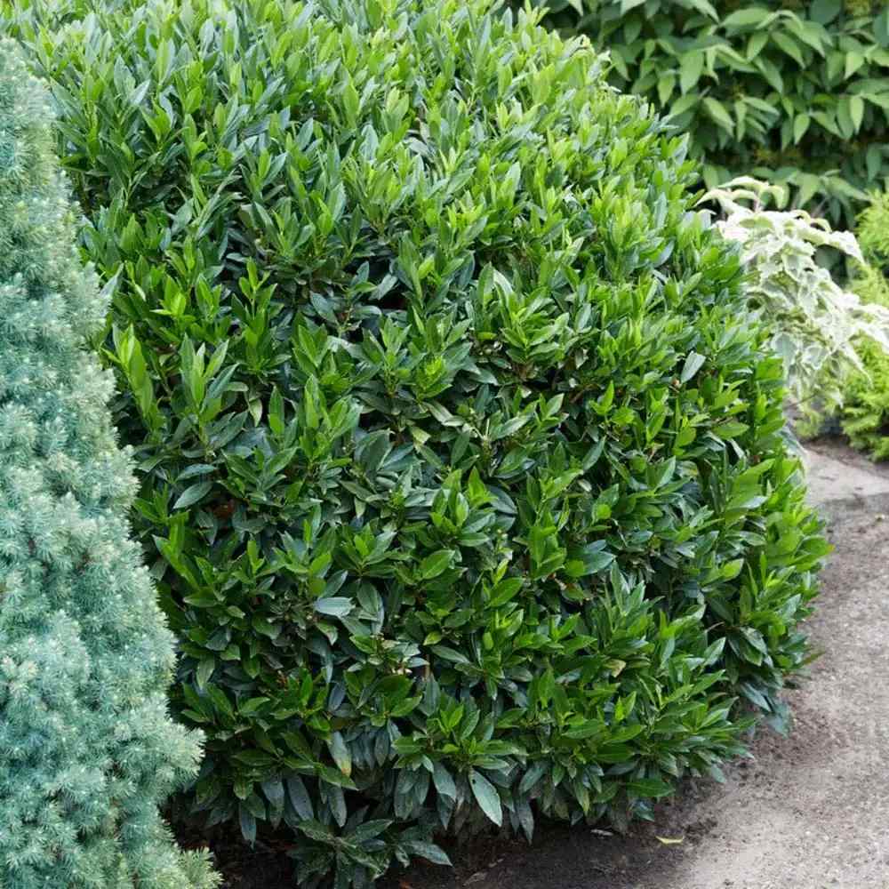 Laur Englezesc Vesnic Verde Rotundifolia (Laurocires), vesnic verde, gard viu rapid, rezistent la boli, frig si caldura, inflorire decorativa