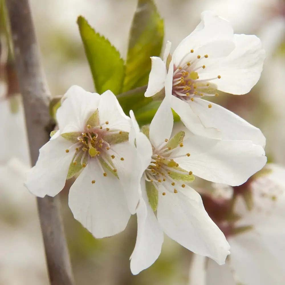 Copac Sakura, Cires Japonez Plangator Snow Fountain, cu flori albe