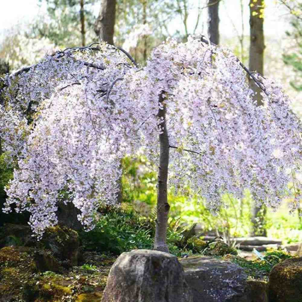 Copac Sakura, Cires Japonez Plangator Snow Fountain, cu flori albe