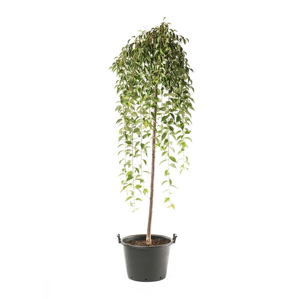 Copac Sakura, Cires Japonez Plangator Snow Fountain, cu flori albe