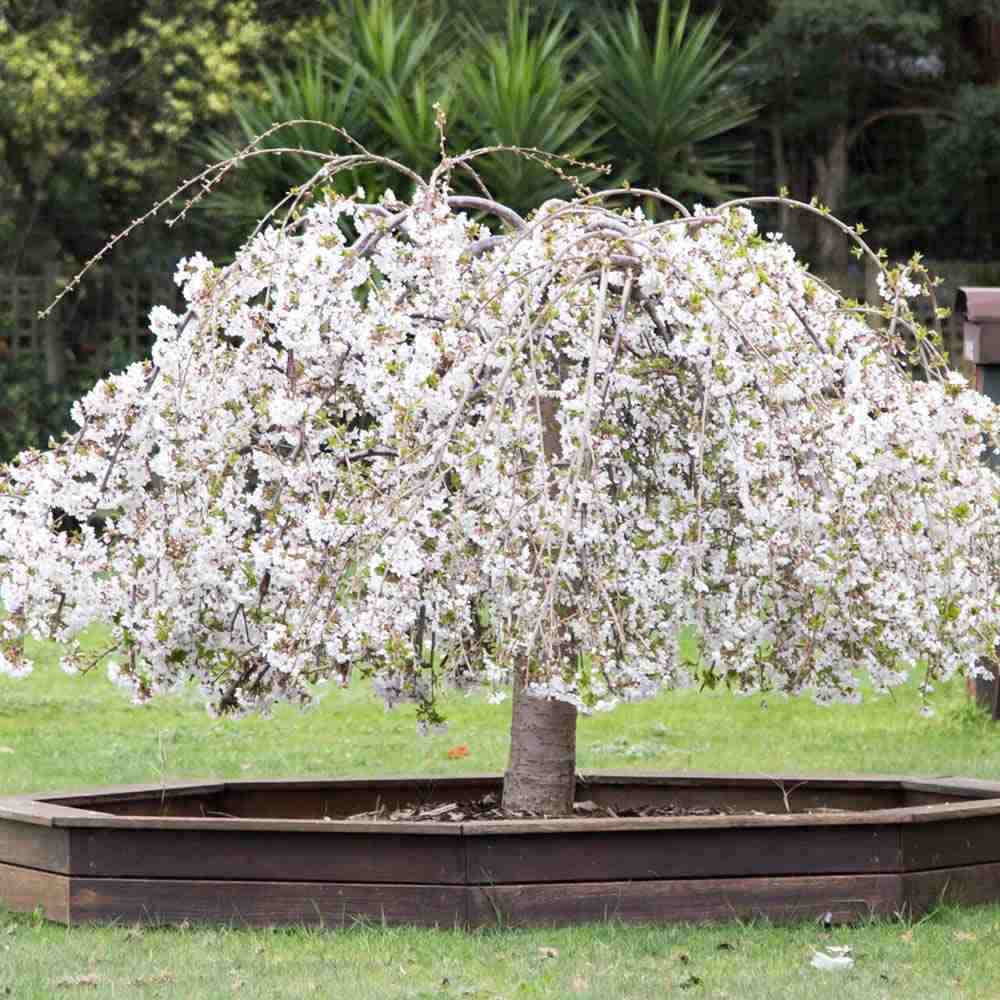 Copac Sakura, Cires Japonez Plangator Snow Fountain, cu flori albe