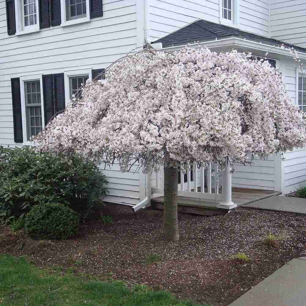 Copac Sakura, Cires Japonez Plangator Snow Fountain, cu flori albe