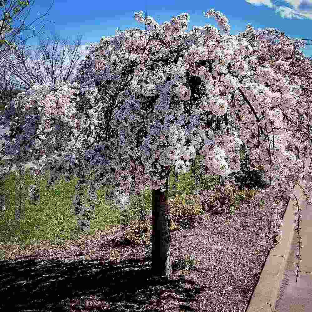 Copac Sakura, Cires Japonez Plangator Snow Fountain, cu flori albe