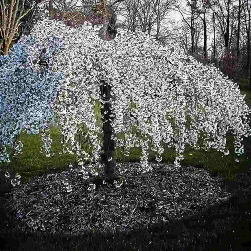 Copac Sakura, Cires Japonez Plangator Snow Fountain, cu flori albe