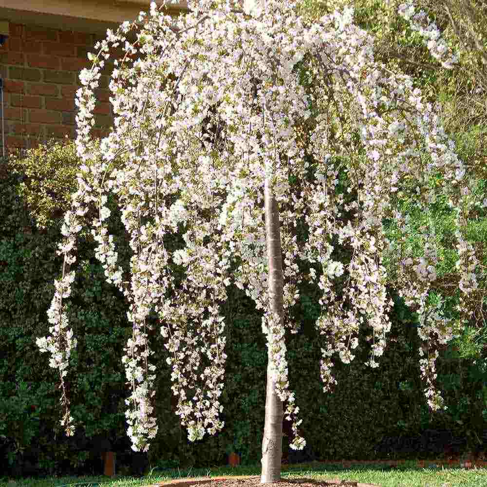 Copac Sakura, Cires Japonez Plangator Snow Fountain, cu flori albe