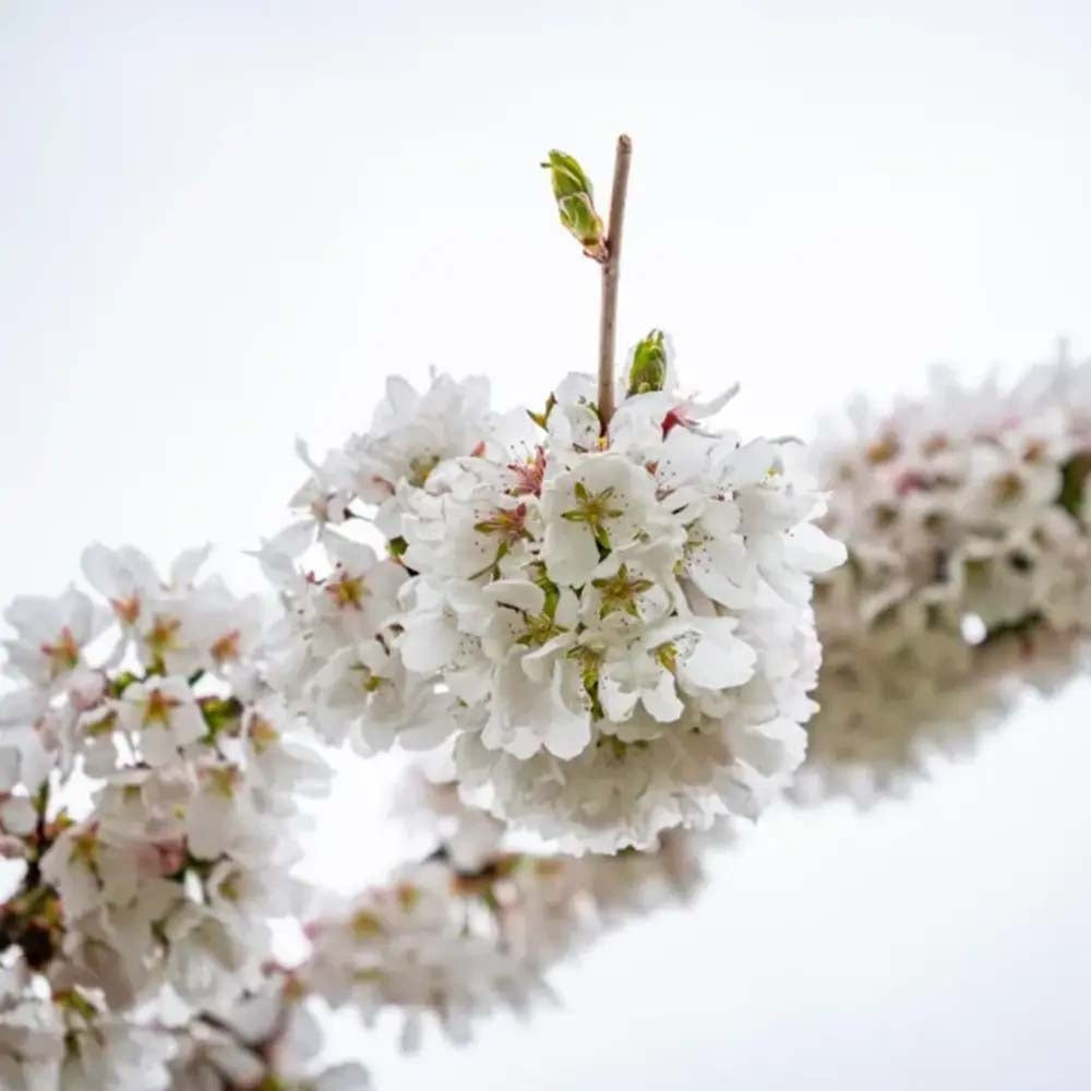 Copac Sakura, Cires Japonez Plangator Snow Fountain, cu flori albe