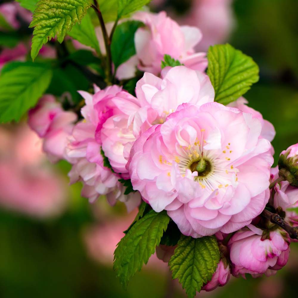 Migdal Japonez Pitic Ornamental Triloba, cu flori roz duble spectaculoase, crestere moderata,