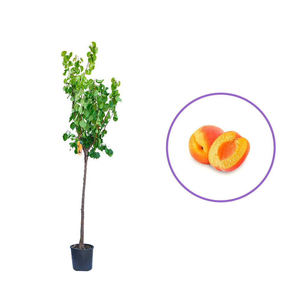 Cais (Prunus armeniaca) Boccuccia, cu fructe dulci galbene, an 2 pe rod