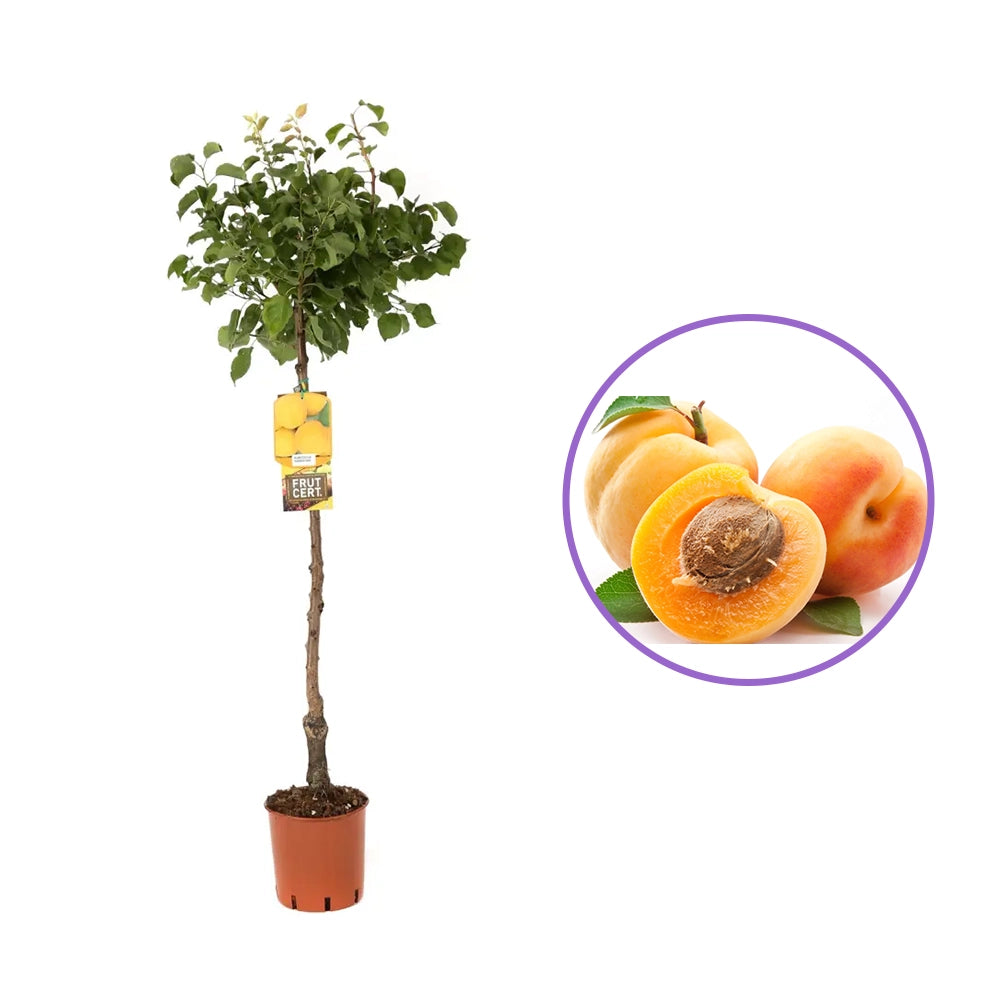 Cais (Prunus armeniaca) Caninos, cu fructe dulci portocalii, an 2 pe rod