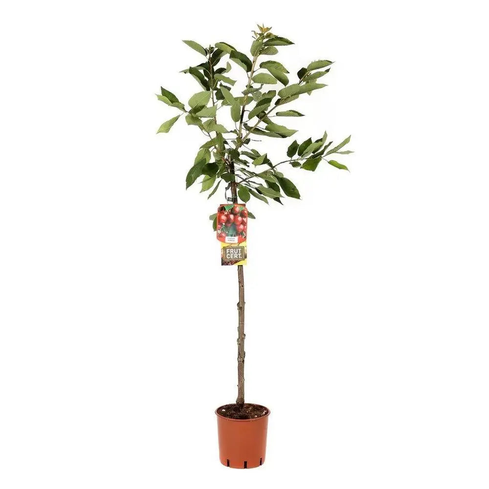 Cires Dulce (Prunus Avium) Kordia, cu fructe dulci rosii-inchis, an 2 pe rod