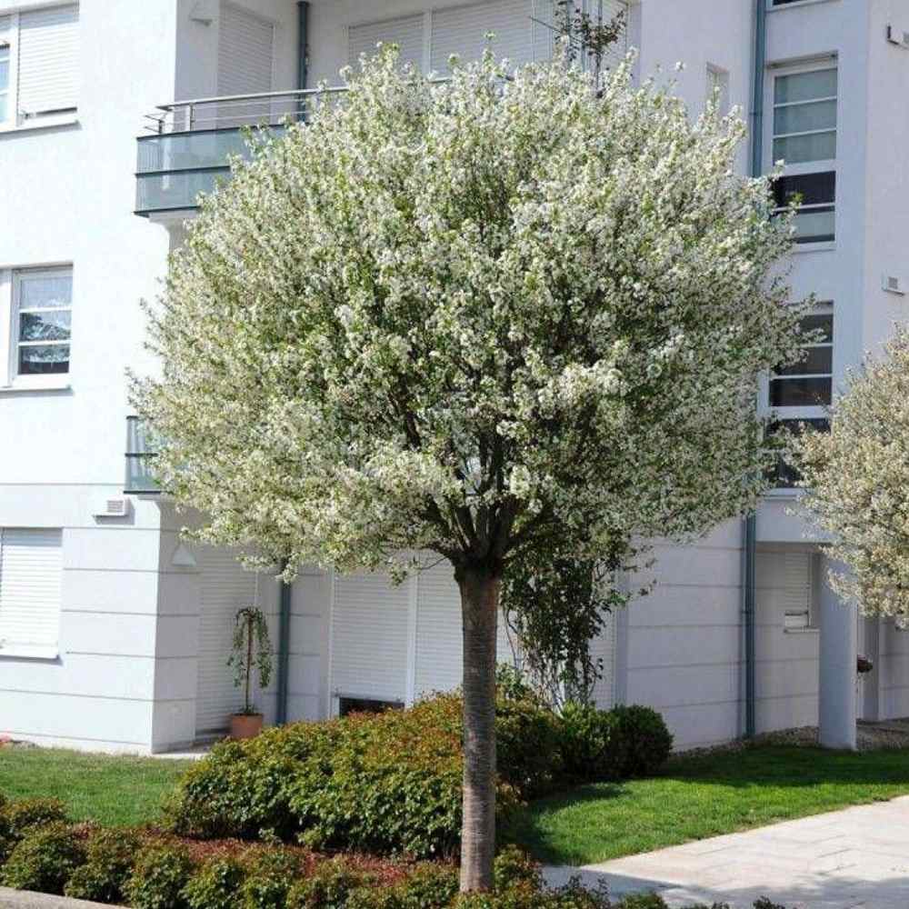 Cires Ornamental Globular Umbraculifera, cu flori albe primavara, arbore decorativ cu coroana sferica, perfect pentru umbra, pentru alei si curti