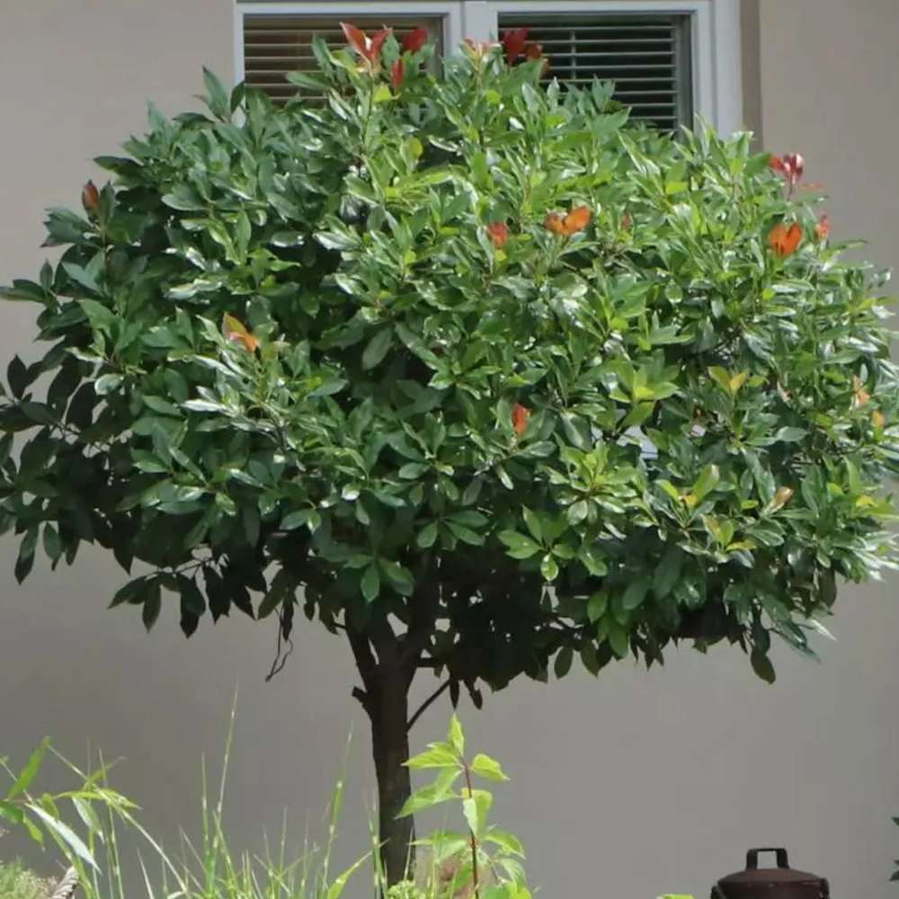 Laur Englezesc Novita (Laurocires), tip copac, frunzis verde lucios, coroana bogata, tulpina groasa, rezistenta iarna -25°C