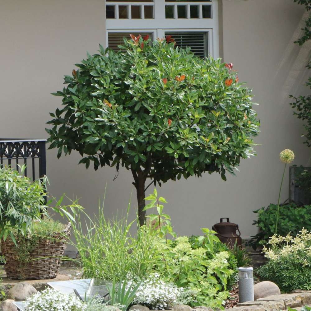 Laur Englezesc Novita (Laurocires), tip copac, frunzis verde lucios, coroana bogata, tulpina groasa, rezistenta iarna -25°C