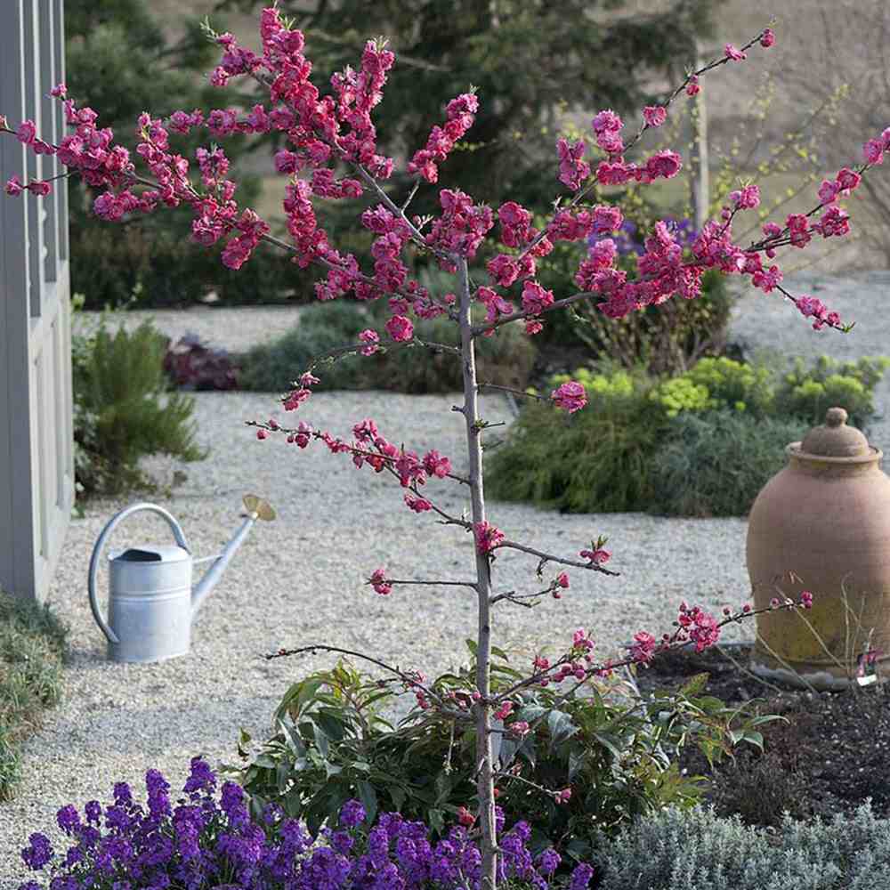 Piersic Ornamental Melred, cu flori rosii decorativ, de gradina sau ghiveci