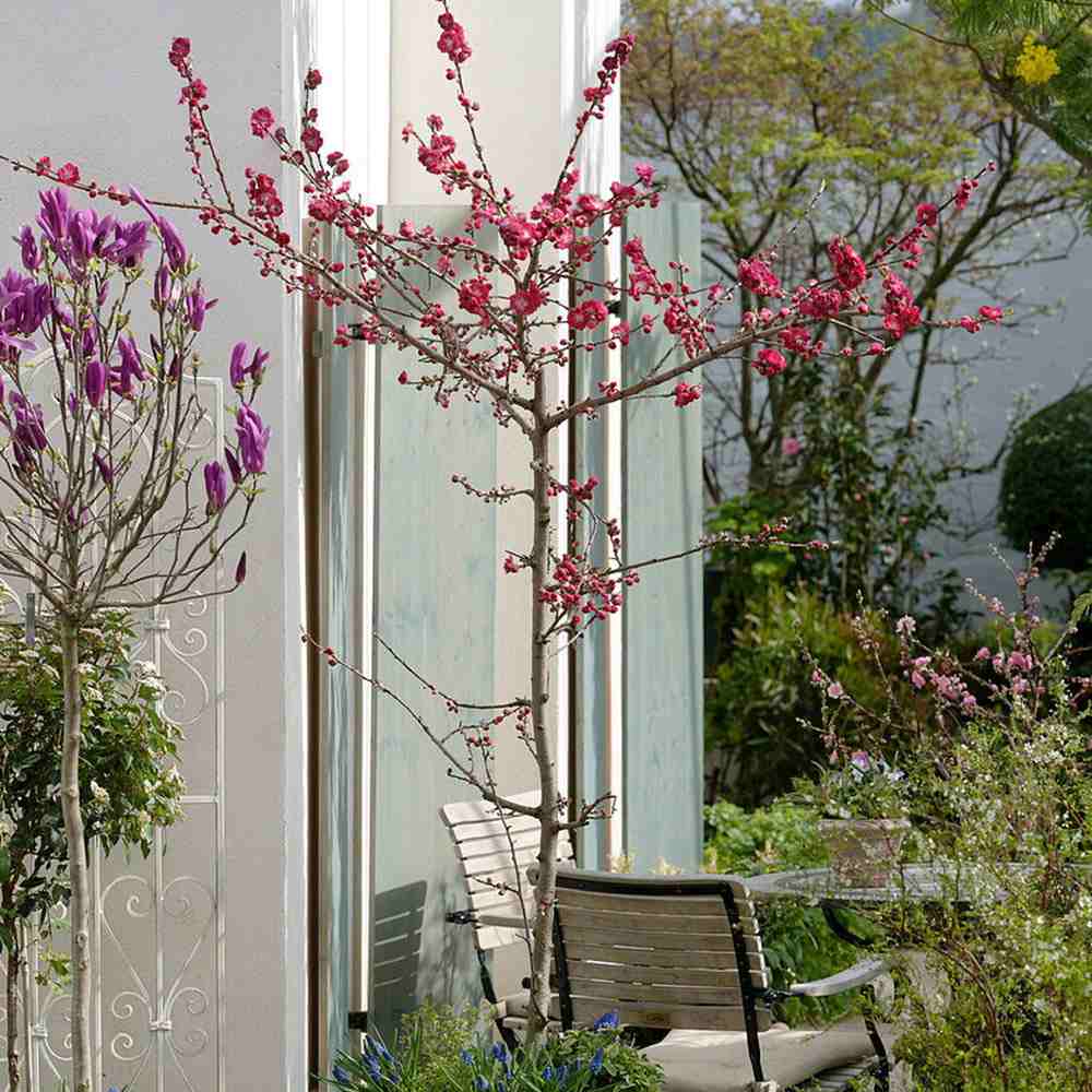 Piersic Ornamental Melred, cu flori rosii decorativ, de gradina sau ghiveci