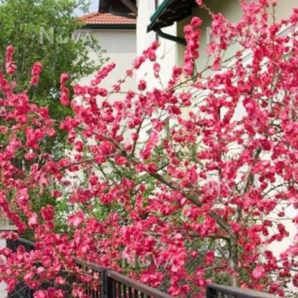 Piersic Ornamental Melred, cu flori rosii decorativ, de gradina sau ghiveci