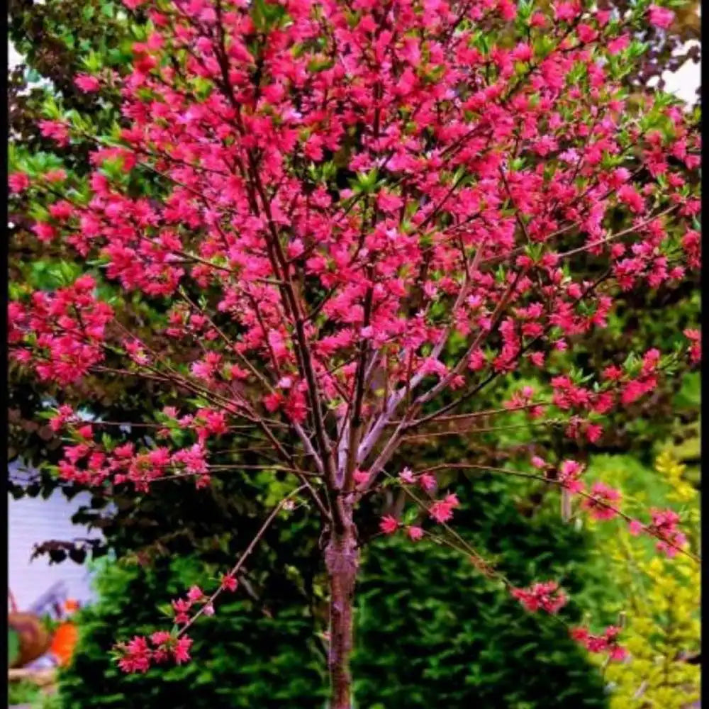 Piersic Ornamental Melred, cu flori rosii decorativ, de gradina sau ghiveci